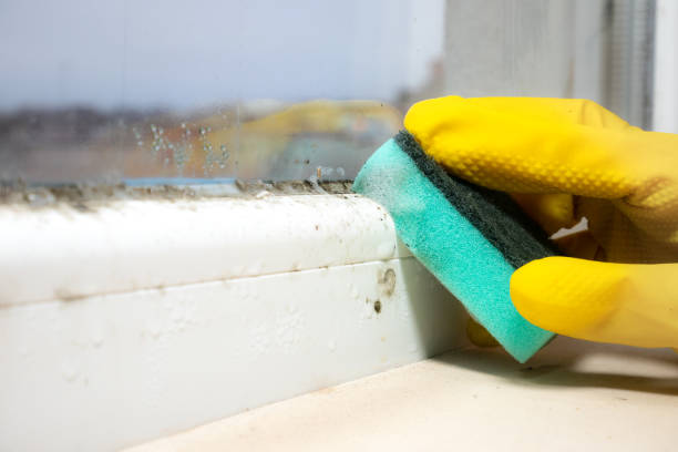 Best Insurance-Related Mold Remediation in Nicholls, GA