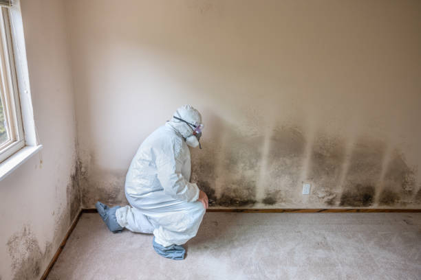 Professional Mold Remediation in Nicholls, GA