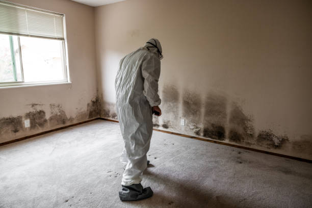 Best Crawl Space Mold Remediation in Nicholls, GA